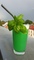 Wodka Sunrise